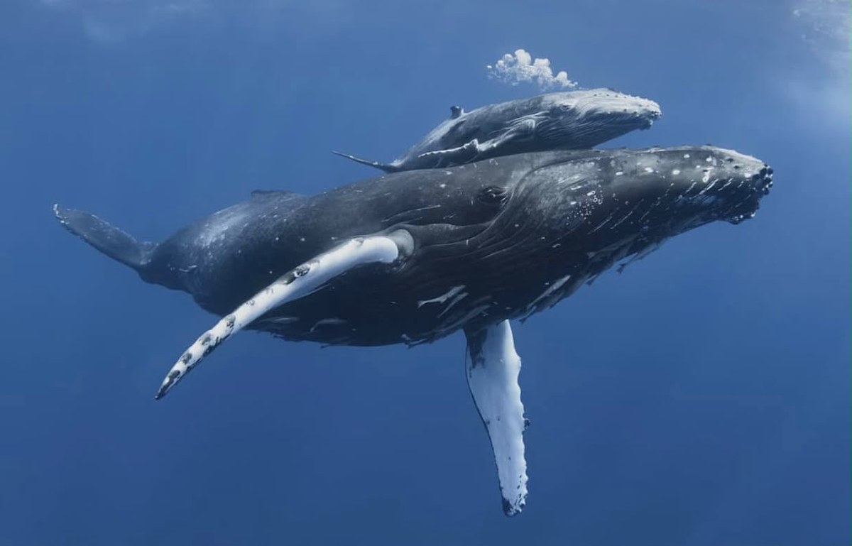 Humpback whale mother and calf swimming in Samaná Bay