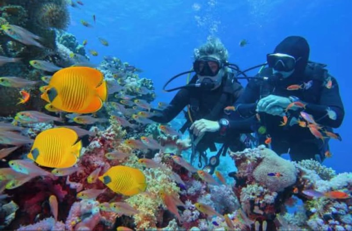 Scuba divers among coral and yellow butterflyfish off Las Galeras