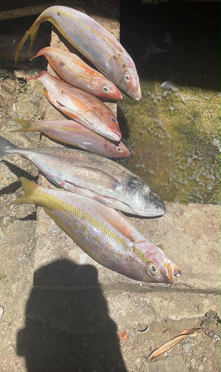 Fresh snapper catch from the fishing tour