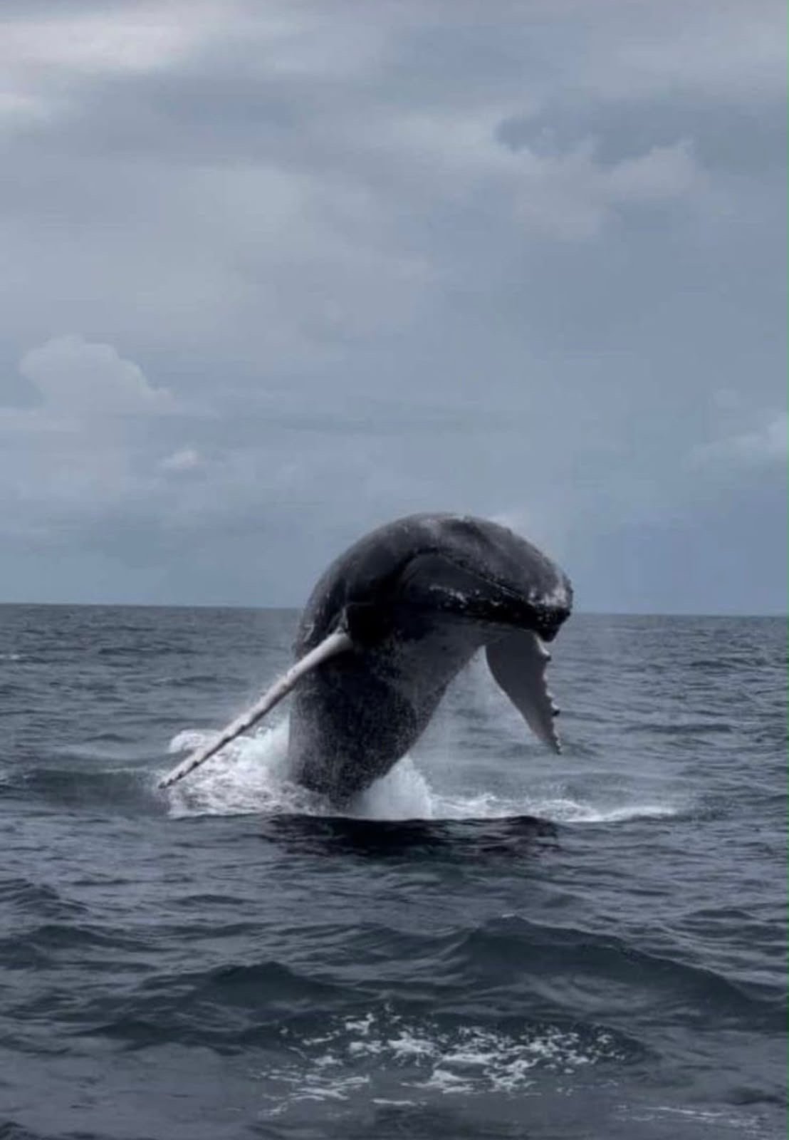 Humpback whale breaching close-up
