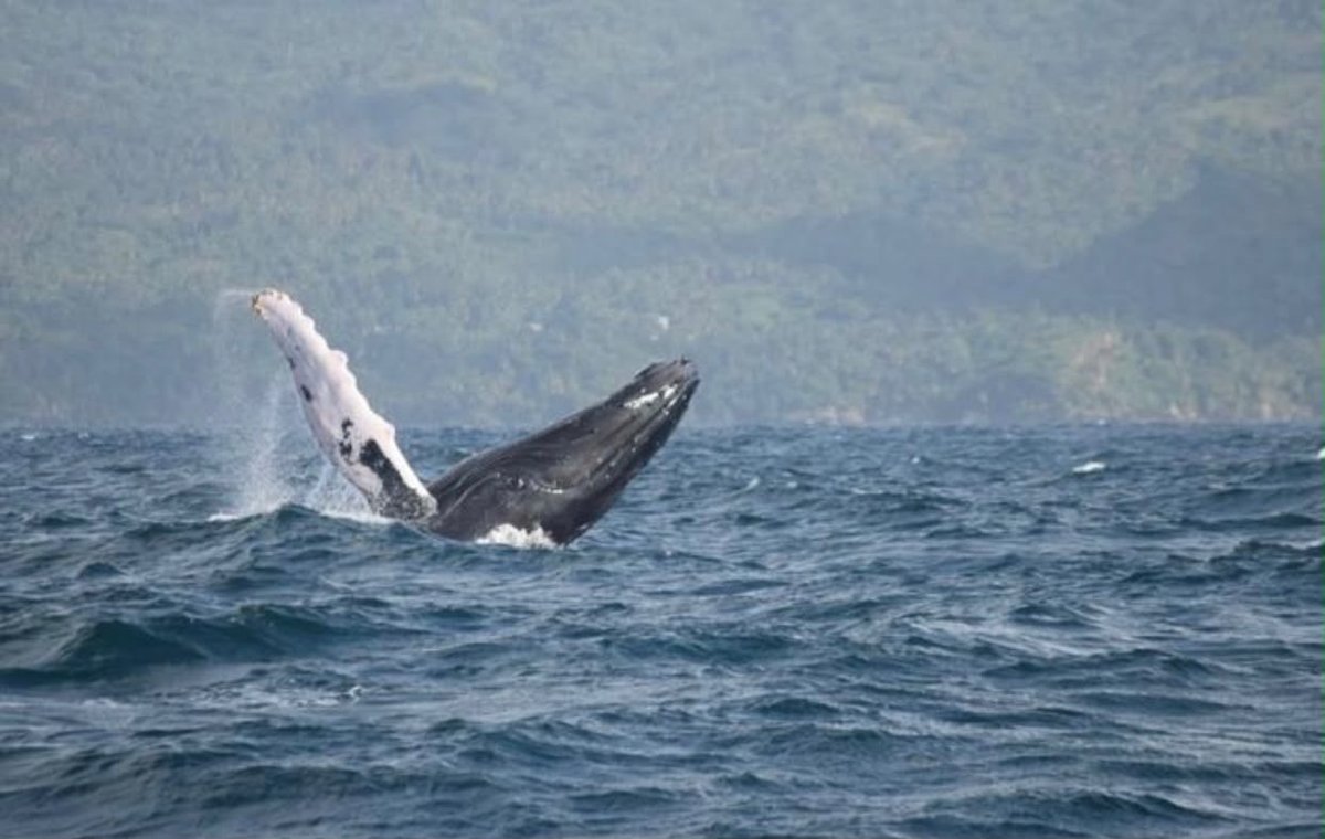 Humpback whale breaching off Samaná